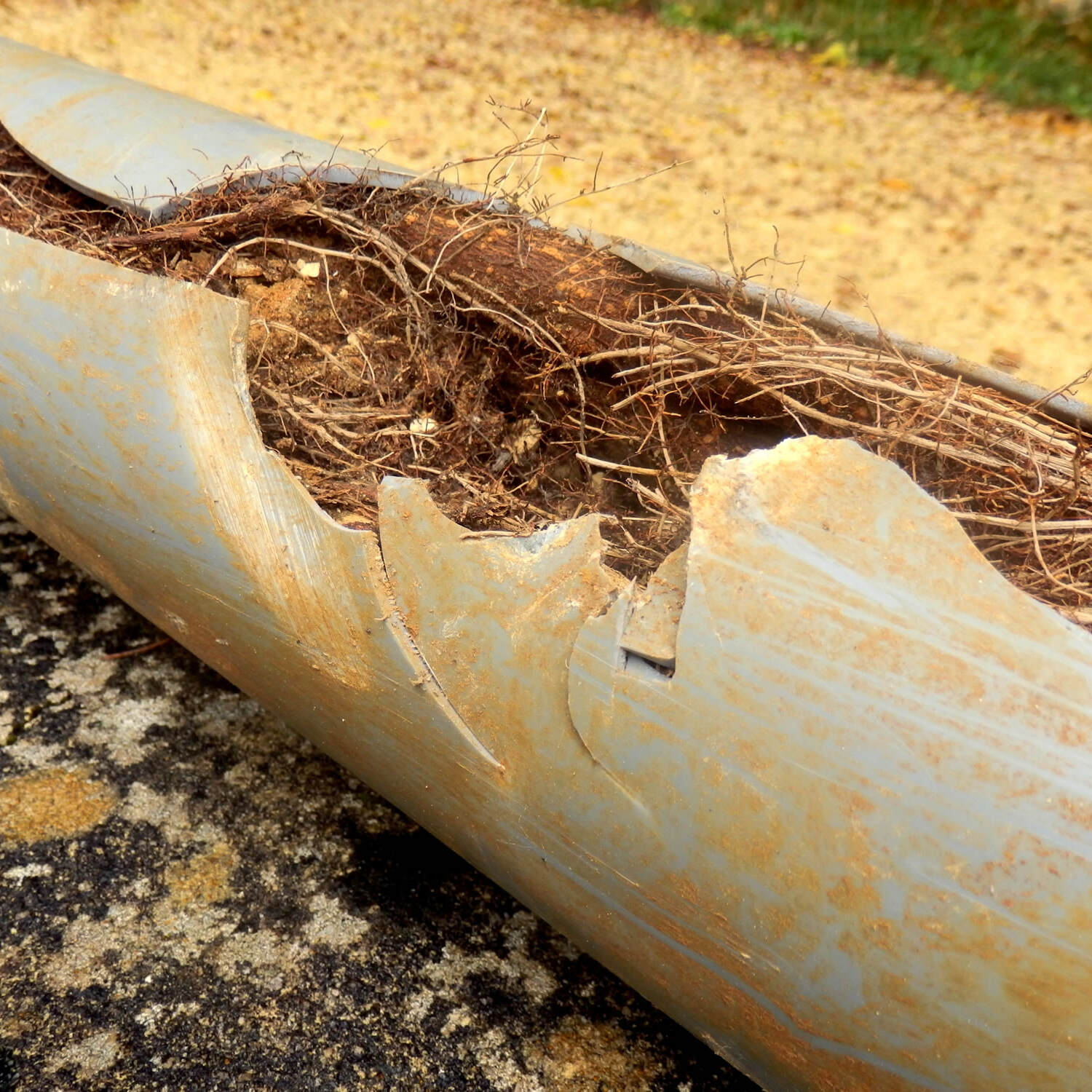 Blocked Drain by tree root