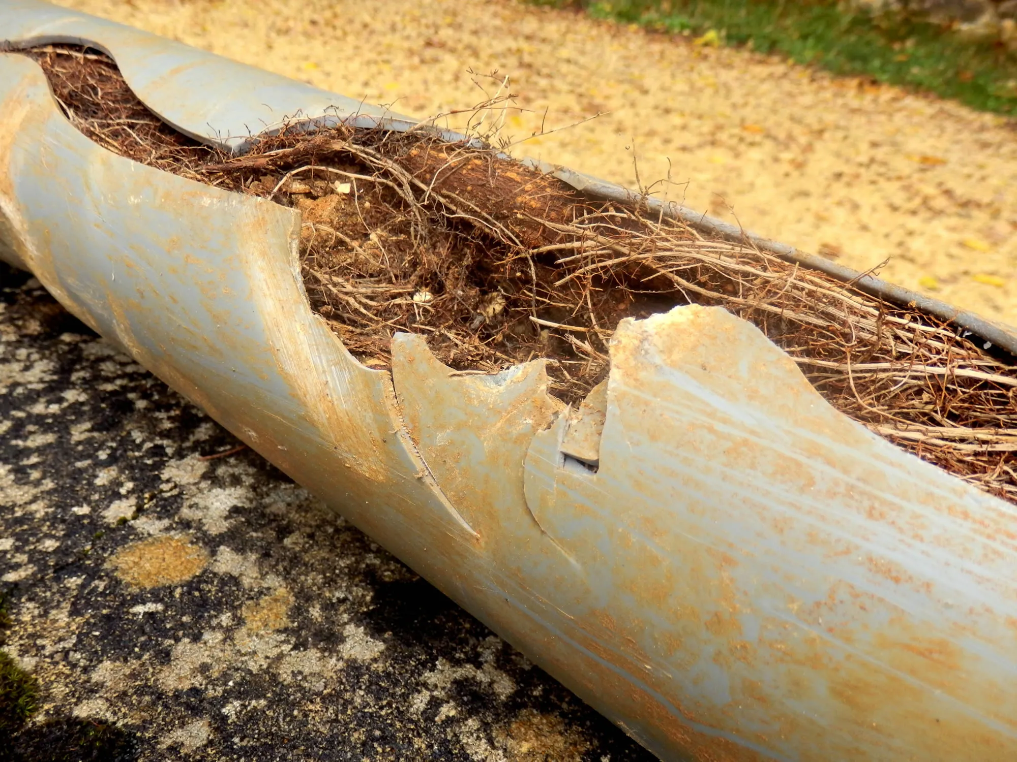 Blocked Drain by tree root