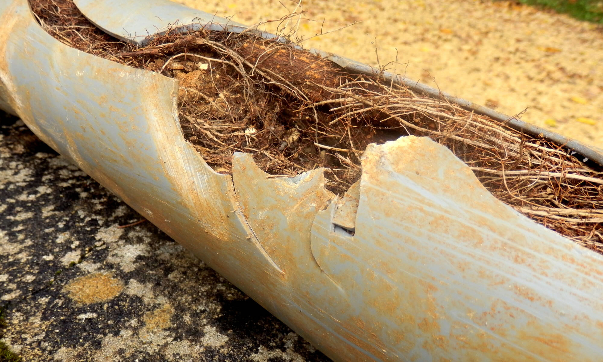 Blocked Drain by tree root